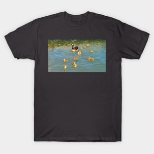 Canada Goose and Its Goslings Swimming T-Shirt